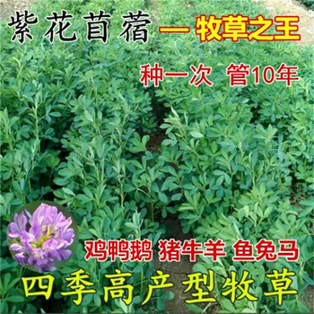 新疆昆玉常青草種草籽公司批發(fā)速生草種