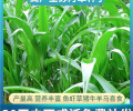 贵州毕节常青草种草籽经销商批发耐寒种子