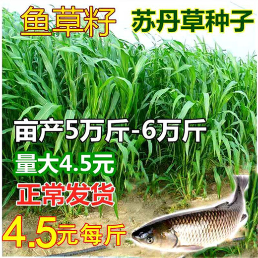 湖南岳阳常青草种草籽供货商批发高边坡绿化施工花草种子