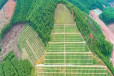 江苏徐州常青草种草籽公司批发高速边坡复绿施工草种