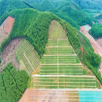 云南草种草籽进口商销售老芒麦种子