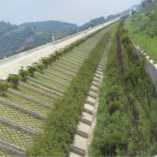 河北石家庄常青草种草籽批发市场批发高速边坡复绿施工草种