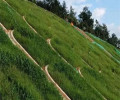 广西北海常青草种草籽供应厂家批发边坡绿化施工草子