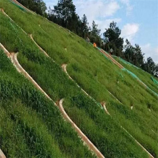 新疆巴音郭楞常青草种草籽供货商批发边坡常用种子