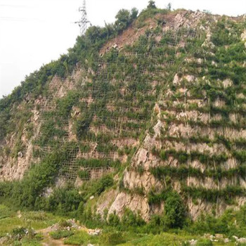 新疆库尔勒常青草种草籽进口商批发高速路基边坡绿化草籽