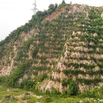 双河草种草籽批发市场销售草子种子