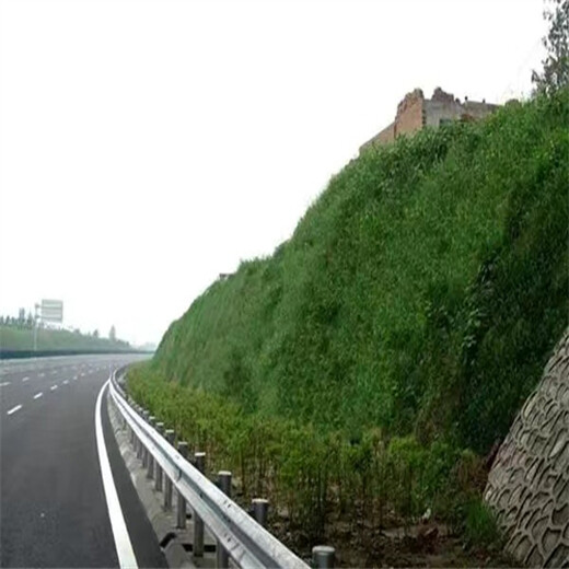 遼寧營口草種草籽銷售公司銷售固土護坡種子種植基質(zhì)：全國批發(fā)