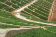 四川泸州常青草种草籽供货商批发早熟禾草的种子