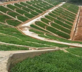 辽宁葫芦岛常青草种草籽种子站批发园林绿化工程种子