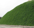 贵州黔南常青草种草籽代理商批发高边坡绿化施工花草种子