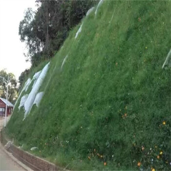 貴州六盤水邊坡常用草種草籽繁育基地:庫存充足，等您挑選繁殖方式：企業排名