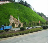 辽宁锦州常青草种草籽批发市场批发园林绿化工程草的种子