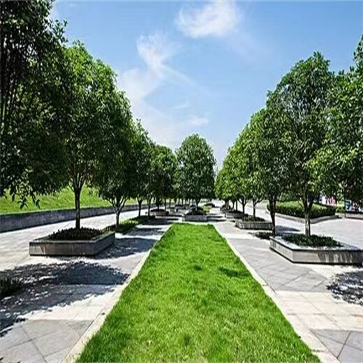 廣東梅州常青草種草籽批發(fā)市場批發(fā)綠化草種籽