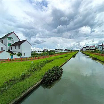 河北邢台草种草籽基地销售耐涝种子