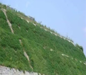 黑龙江双鸭山常青草种草籽进口商批发园林绿化工程种子