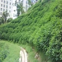 河北常青草種草籽供應(yīng)廠家批發(fā)生態(tài)修復(fù)草的種子