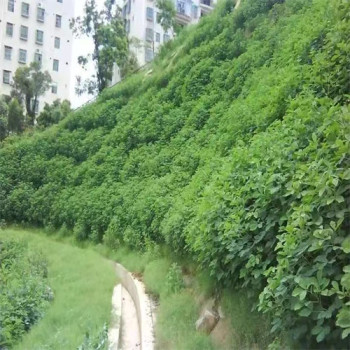 四川自贡常青草种草籽厂家批发高速边坡复绿施工草种