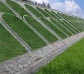 黑龙江牡丹江常青草种草籽供应厂家批发高速路基边坡绿化草种