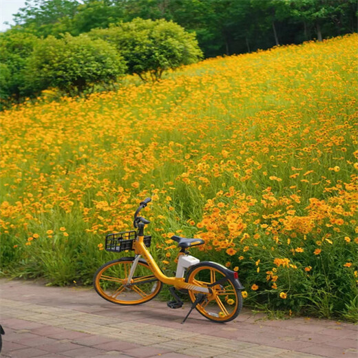 四川广安常青草种草籽厂家批发边坡防护草籽