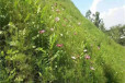 内蒙古海拉尔常青草种草籽供货商批发边坡绿化施工草子