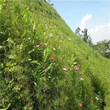 太原草种草籽批发市场销售百日草种子图片