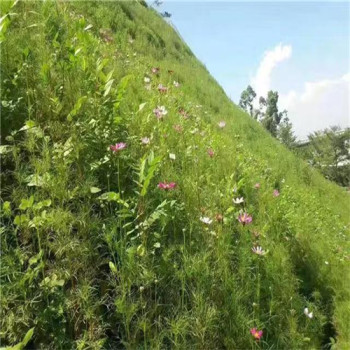 新疆北屯常青草种草籽公司批发早熟禾草的种子