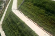 内蒙古阿拉善盟常青草种草籽供货商批发高边坡绿化施工草种草籽