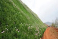河南三门峡常青草种草籽进口商批发高边坡绿化施工草种草籽
