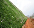 广西梧州常青草种草籽种子站批发固土护坡草种草籽