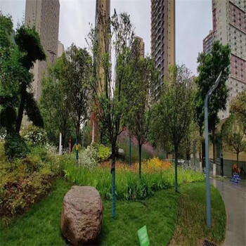 湖北草種草籽銷售點(diǎn)銷售披堿草種子園林用途：綠化、護(hù)坡、生態(tài)修復(fù)