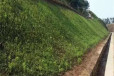 陕西咸阳常青草种草籽供应厂家批发绿化施工草的种子