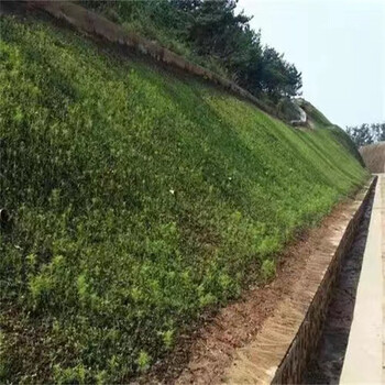 广东中山黑麦草草种草籽繁育基地应用场景：绿化工程