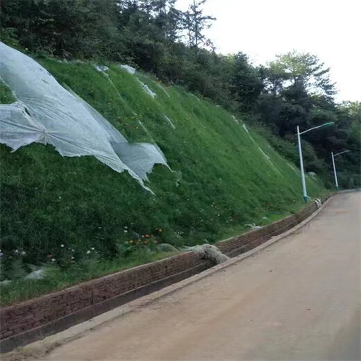 福建武夷山刺槐草种草籽品牌推荐:成本预算品种：刺槐