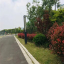 四川眉山常青草種草籽專賣店批發(fā)綠化草的種子