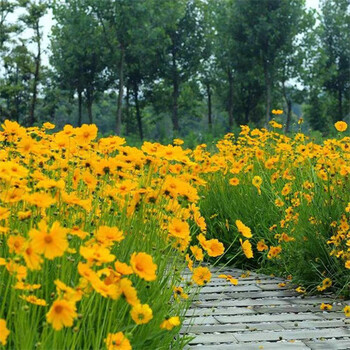 广东中山黑麦草草种草籽繁育基地应用场景：绿化工程