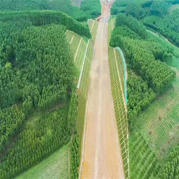 黔南草種草籽品牌推薦銷售刺槐種子應用場景：綠化工程