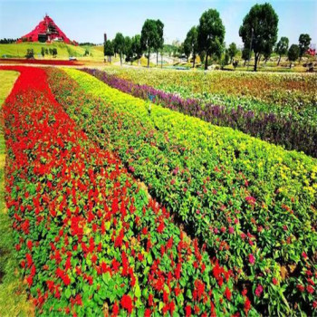 安徽合肥常青草种草籽供应厂家批发固边坡绿化草种草籽
