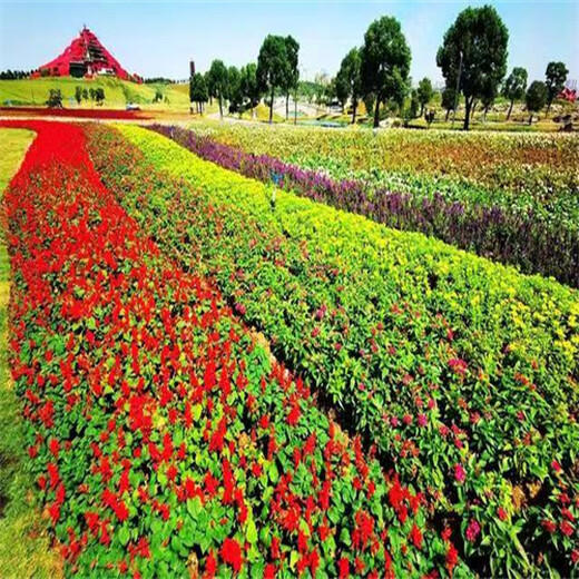 辽宁鞍山草种草籽基地销售铁路边坡绿化种子