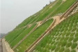 新疆五家渠常青草种草籽批发市场批发边坡复绿花草种子