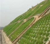 河北邢台常青草种草籽代理商批发园林绿化工程种子