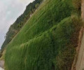 贵州黔南常青草种草籽种子站批发高速边坡草种籽
