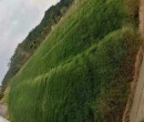 贵州毕节常青草种草籽公司批发路基边坡绿化草籽图片