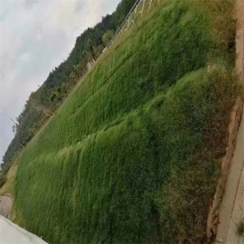 新疆克孜勒苏柯尔克孜常青草种草籽供货商批发铁路边坡绿化草种籽