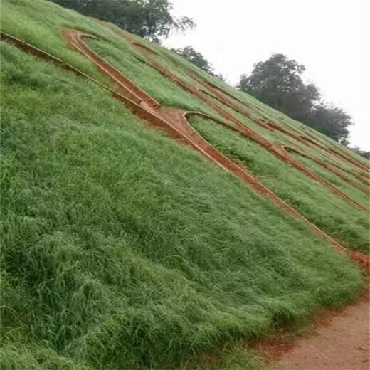 陕西草种草籽繁育基地销售边坡常用种子