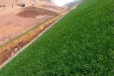 贵州六盘水常青草种草籽种子站批发铁路边坡绿化草的种子