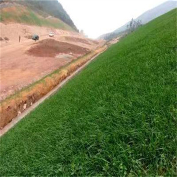 四川自贡常青草种草籽厂家批发高速边坡复绿施工草种