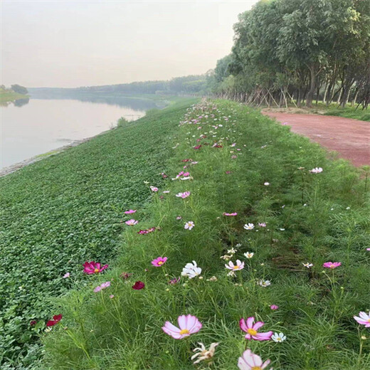 江西上饒常青草種草籽代理商批發(fā)園林綠化工程草的種子