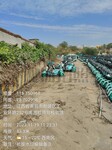 南昌園林養(yǎng)護(hù)灌木修剪喬木樟樹(shù)草皮養(yǎng)護(hù)