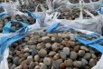 温州龙湾区5-8厘米变压器鹅卵石米黄色鹅卵石质优