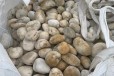 杭州滨江区5-8厘米变压器鹅卵石米黄色鹅卵石生产基地